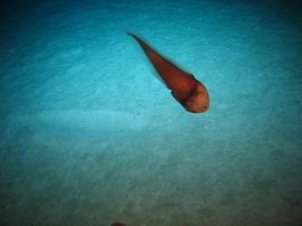 Marine life
